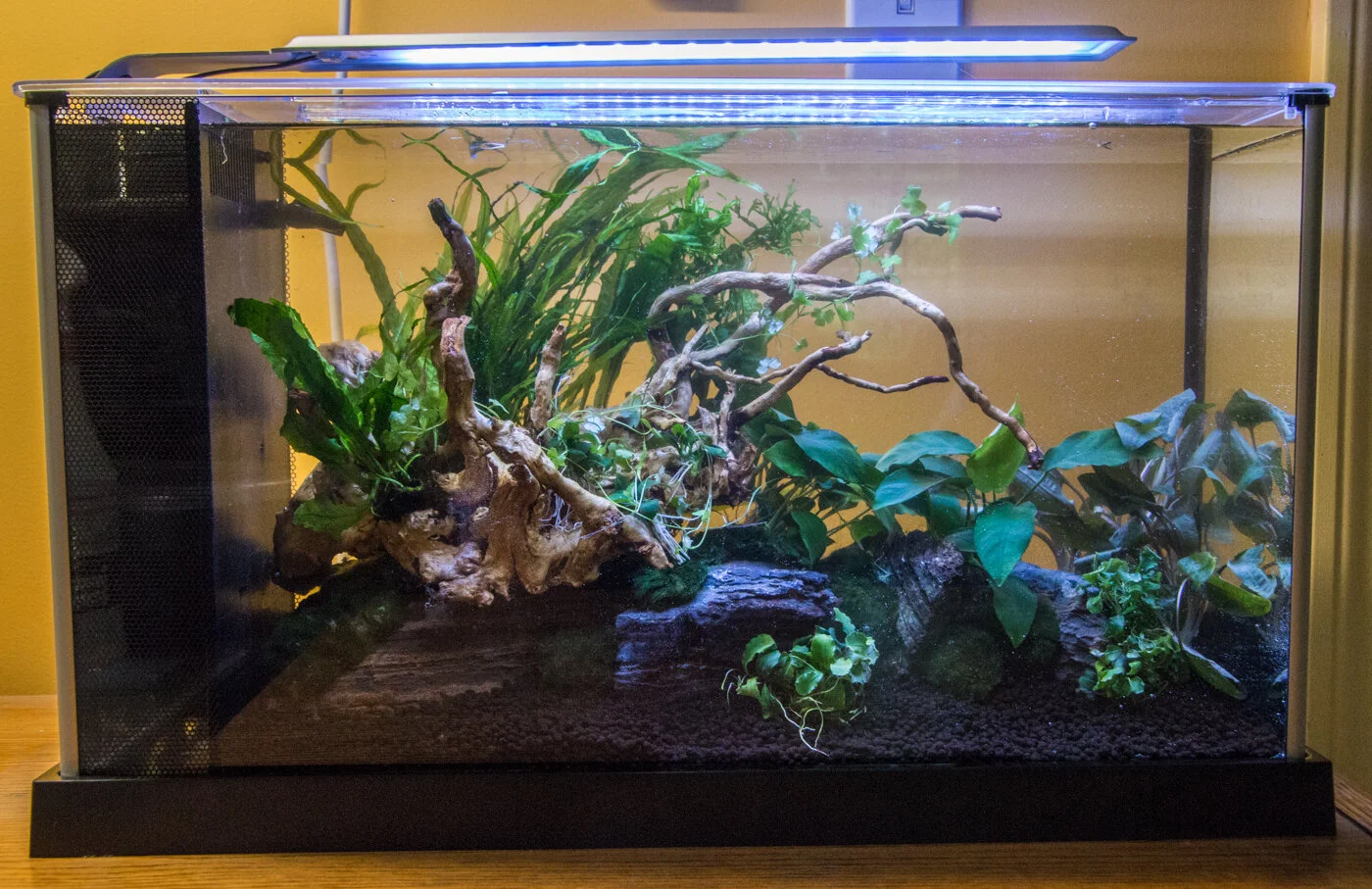 5 gallon top betta tank